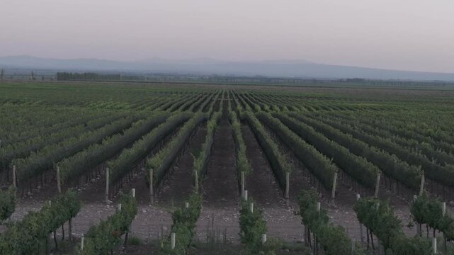 Toma de drone recorriendo el vi&ntilde;edo hacia adelante