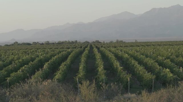 Toma de drone recorriendo el vi&ntilde;edo hacia adelante