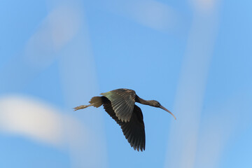 MORITO COMÚN (Plegadis Falcinellus) EN PLENO VUELO