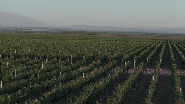 Toma de drone orbitando el vi&ntilde;edo