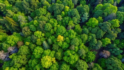 Naklejka premium Aerial View of Lush Green Forest Canopy with One Yellow Tree