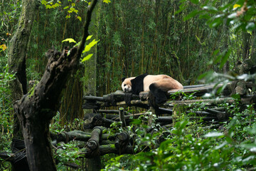 Sleeping pandas in Dujiangyan Panda Valley, Sichuan Province, China