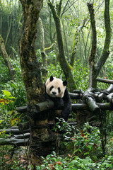 Sichuan Dujiangyan panda Valley panda achievements © ZCFei