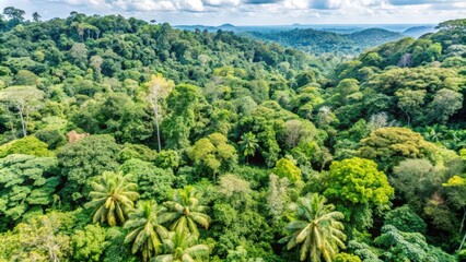 Lush Green Canopy of Tropical Rainforest with Palm Trees