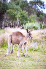Eastern Grey Kangaroo Strolling Through a Lush Field