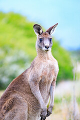 Portrait of a Standing Kangaroo in Nature, Prom Wildlife Walk, Wilsons Prom, Australia