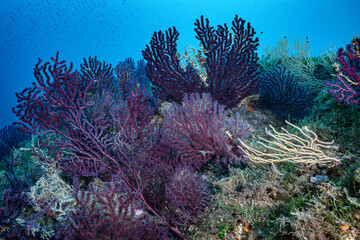 Red Gorgonia corals in the Mediterranean Sea, Isola d'Elba, Italy