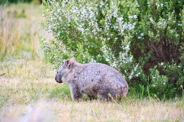 Common Wombat Foraging Among White Flowers