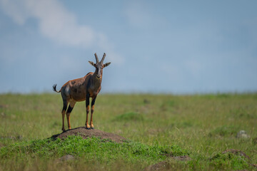 Male topi stands posing on termite mound