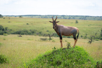 Male topi stands watching camera from mound