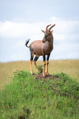 Naklejka premium Male topi stands turning head on mound