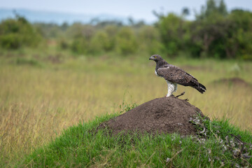 Martial eagle holds guineafowl on termite mound