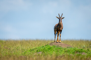 Male topi stands staring from termite mound
