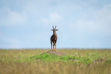 Male topi stands staring on termite mound