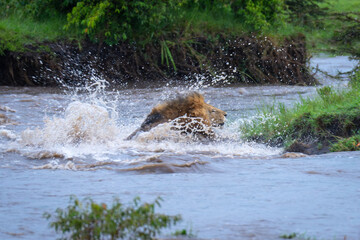 Male lion struggles across river in spray