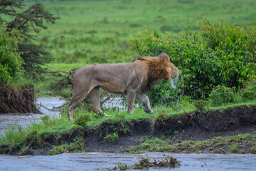 Male lion walks along riverbank shaking head
