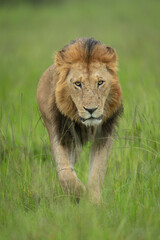 Male lion walks through grass towards camera