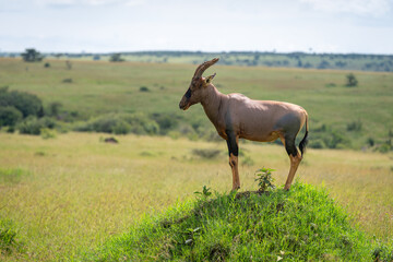 Male topi stood in profile on mound