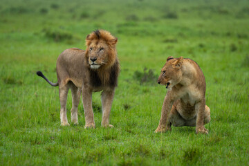 Male lions stands beside lioness in grassland