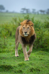 Male lion walks between bushes on savannah