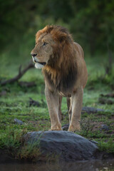 Male lion stands by rock beside waterhole