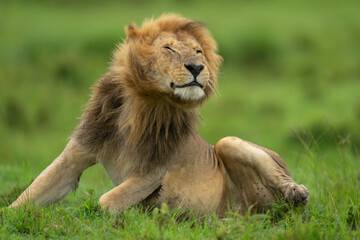Male lion sits on grass shaking head