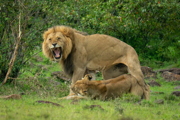 Male lion snarls after mating with lioness
