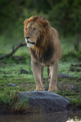 Male lion stands at edge of waterhole