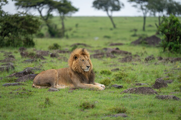 Male lion lies staring on rocky ground