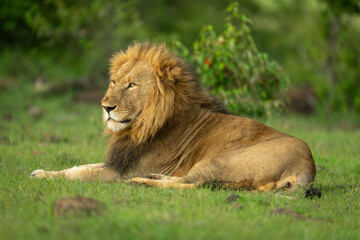 Male lion lies on grass near bushes