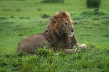Male lion lies on mound in rain
