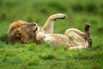 Male lion lies on back licking lips