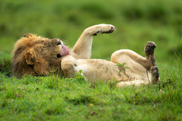 Male lion lies on back licking paw