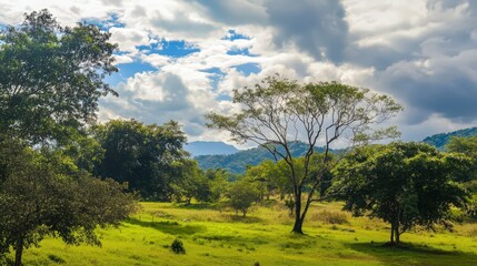 Fototapeta premium A lush green field with trees and a cloudy sky