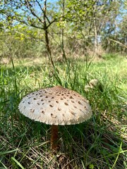 mushroom in the forest