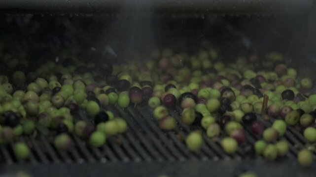 Aceitunas siendo lavadas para hacer aceite de oliva