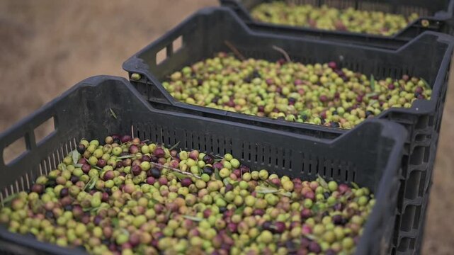 Aceitunas cosechadas