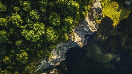 A lush green forest with a rocky cliff in the background