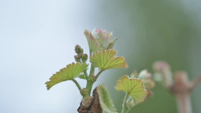 Brotacion del fruto de vid