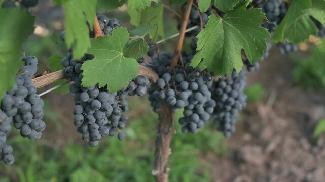  Racimos de uvas tintas rodeado de hojas verdes	