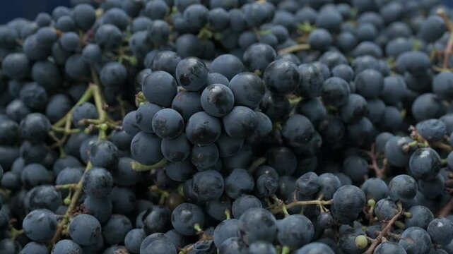 Uvas recien cosechadas en tacho