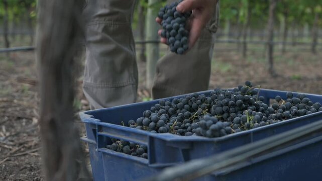 Uvas tintas siendo cosechadas en tacho
