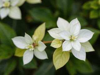 Obraz premium A small cluster of white leaves with varying sizes, leaf cluster, size variation, white