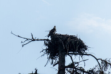 Osprey in its nest, Mount Robson