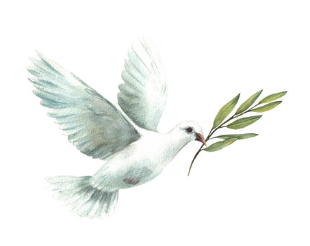 Pigeon with olive green branch. White flying dove bird, symbol of peace, religious sign. Watercolor hand drawn illustration for card, invitation for first communion, Baptism. Isolated from background
