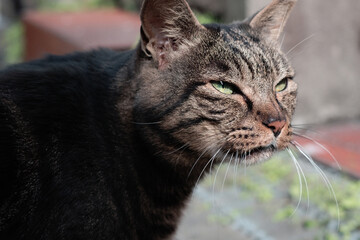 少し目を細める茶トラ猫