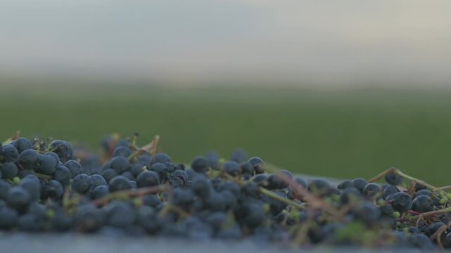 Paisaje de vinos y cambio de foco a uvas tintas en canasto