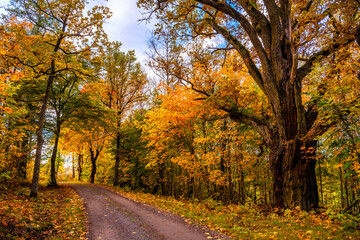 road in forest with fall colors