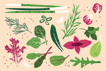 Fresh herbs for salad. Green leaves organic natural ingredients, healthy vegetarian food botanical elements for cooking. Vector cartoon set