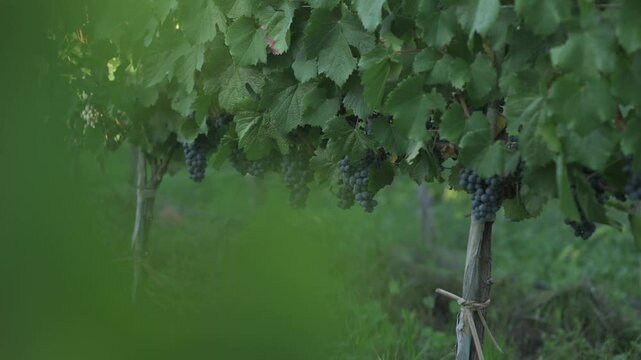  Racimos de uvas tintas rodeado de hojas verdes	